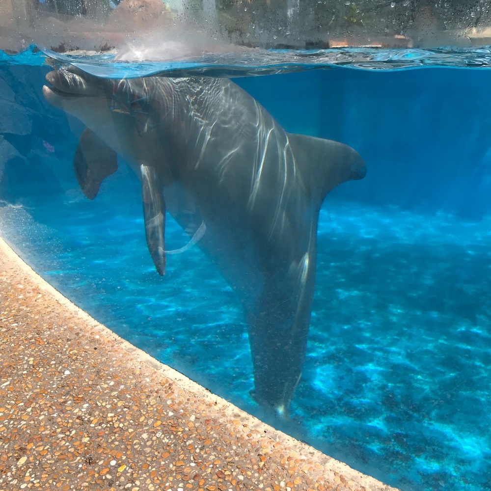 Meet your Posher, Bessy